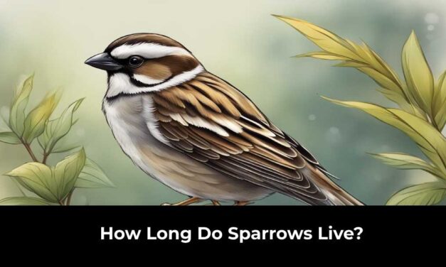 How Long Do Sparrows Live?